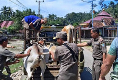 Aturan Diperketat, Ratusan   Ternak Liar Ditangkap
