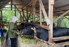  Peternak di Mukomuko Diajak   Beralih ke Inseminasi Buatan
