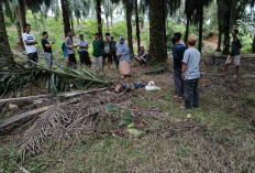 Panen Sawit Berujung Duka, Seorang Kakek Ditemukan Tak Bernyawa di Desa Tungkal II