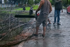 Pohon Tumbang dan DBD Mengancam, Warga di Kaur dan Bengkulu Selatan harus Waspada