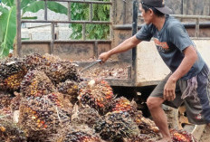 Harga TBS Sawit di BU Sesuai Ketetapan Pemprov Bengkulu, Berikut Daftarnya