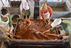 Dari ujung barat Pulau Dewata, kakao Jembrana menembus pasar dunia
