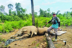 Tim Gabungan Selidiki Kematian 2 Gajah di Mukomuko 