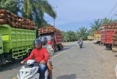 Antrean Truk Sawit PT KAS Mengular di Jalan Nasional, Warga Teramang Jaya Minta Polres Mukomuko Turun Tangan