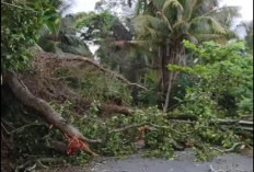 Pohon di Pantai Bawah Tumbang, Akses Jalan Tertutup
