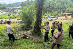 Panen Sawit, Warga Kelurahan Talang Saling Meninggal Dunia