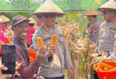 Dukung Program Ketahanan Pangan, Polresta Bengkulu Panen Jagung, Hasilnya 10 Ton