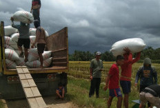 Bulog Kembali Serap Gabah Petani, Segini Harganya