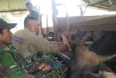  Distankan Rejang Lebong   Siapkan Segini Dosis Vaksin PMK