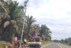 Harga Sawit di Mukomuko Tertinggi Rp 3.070/kg