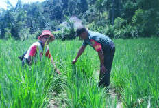 Terjun ke Masyarakat, Babinsa Koramil 408-05/Manna Dampingi Petani Pantau Tanaman Padi