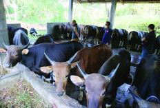 Pemkot Prioritaskan Kurban untuk Wilayah Minim Bantuan, Lebih 80 Ekor Sapi Kurban Telah Terkumpul 