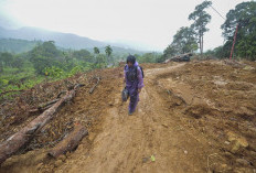 Banjir Sumatera, Kebun sawit dan Ambisi Biofuel
