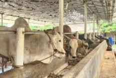 Saat Menyembelih Hewan Kurban, Baca Doa Ini