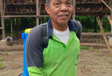 Ayam Petelur dan Kebun Cabai, Bumi Agung Perkuat Ekonomi Desa