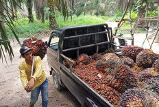 Harga TBS Sawit di Mukomuko Tembus Rp 3 Ribu Per kg, Perekonomian Petani Diprediksi Meningkat