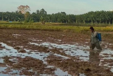 Petani Desa Arah Tiga   Mulai Tanam Padi 