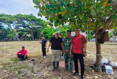 Dukung Asta Cita, Polres   Kaur Tanam Jagung, Segini luasnya