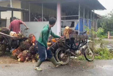 Jelang Libur Nataru, Harga TBS Kelapa Sawit di Bengkulu Utara Turun Tipis 