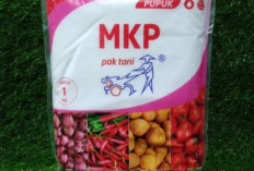 Pupuk MKP, Begini Cara Penggunaannya untuk Tanaman Cabai