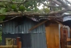 Kota Bengkulu Dilanda Badai, Rumah Warga RT 02 Kelurahan Padang Nangka Ditimpa Pohon