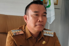 Harga Kopi di Kepahiang Turun , Ini Penyebabnya  