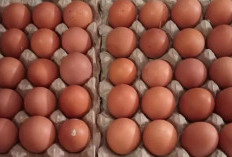 Harga Telur Ayam Naik, Segini Sekarang