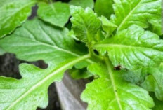 Baru Tau? Daun Dewa Bisa Menyembuhkan  Nyeri Sendi Hingga Vertigo 