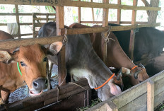 Pengawasan Lalu Lintas Ternak Ditingkatkan, Cegah Penyakit Sapi Ngorok