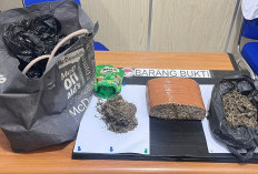 Tiga Paket Besar Ganja Disita, Seorang Pengedar Ditangkap 