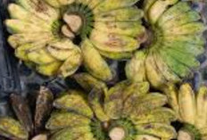 Pisang Kepok Kukus Ampuh Redakan Asam Lambung, Ini Kata Ahli 