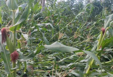 Angin Kencang Hantam Lahan Jagung, Segini Jumlah Kerugiannya