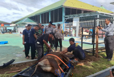 Lapas Kelas IIA Curup Gelar Pemotongan Hewan Kurban, Prioritaskan Warga Binaan dan Purna Bakti