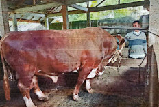 Jelang Idul Adha, Balai Veteriner Lampung Identifikasi Calon Sapi Qurban Presiden RI di Seluma