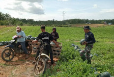 Dukung Ketahanan Pangan, Usaha Kebun Semangka Babinsa,  Mampu Produksi 4 Ton