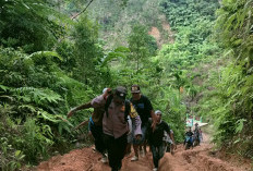 Jatuh dari Pohon, Petani di Kaur Tewas, Begini Kejadiannya