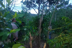 ​Kabar Duka, Bendahara Puskesmas Muara Langkap Tutup Usia Secara Tragis