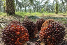 Siasati Selisih Harga Pabrik, Dinas Pertanian Dorong Petani Sawit Mukomuko Bentuk Koperasi