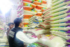 Harga Beras di Bengkulu Terpantau Turun, Berdasarkan Hasil Pemantauan Satgas Pemantau Beras