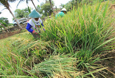 Produksi Padi  Anjlok, Pemerintah Lakukan Langkah Ini