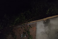 Angin Kencang, Pohon Tumbang di 3 Titik Kota Manna