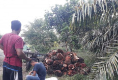  Harga Sawit di Mukomuko   Bertahan Diatas Rp 3 Ribu/kg    