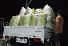 Sempat Merosot, Harga Kopi di Lebong Tembus Segini