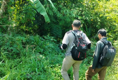  Warga Kepahiang Nyaris Diterkam  Beruang, BKSDA Telusuri Jejak, Ini Lokasinya 