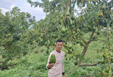  Petani Rejang Lebong Berhasil Budidaya Alpukat, Begini Caranya