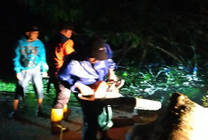 Pohon Kedondong Tumbang Tutupi Jalan Manna-Seginim, BPBD Bergerak Cepat Lakukan Evakuasi