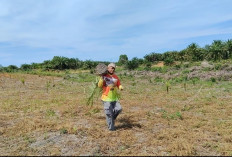  3.894 Hektare Lahan Sawit Petani   di Mukomuko Terima Program Ini