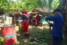  Evakuasi Ular Piton 6 Meter, Begini Penjelasan Kepala Damkar Kota Bengkulu 