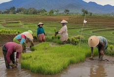 Petani di BU Khawatir Harga Gabah Anjok, Ini Penyebabnya 