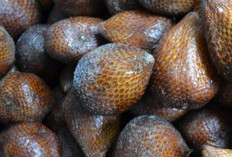 Pupuk Cair dari Buah Salak Busuk, Begini Cara Membuatnya